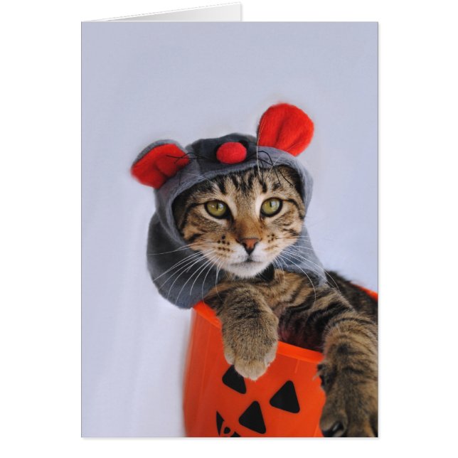 Tabby Chat Dans La Souris Carte Costume (Devant)