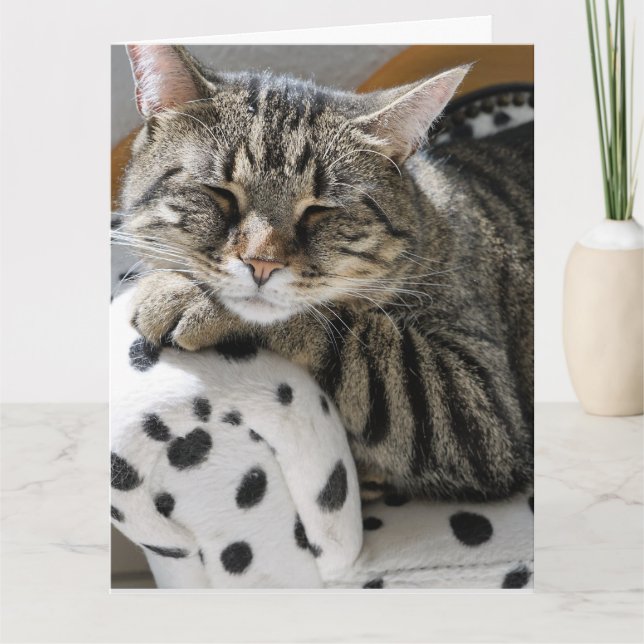 TABBY CHAT FUNNY CUTE CARTE D'ANNIVERSAIRE (Devant)
