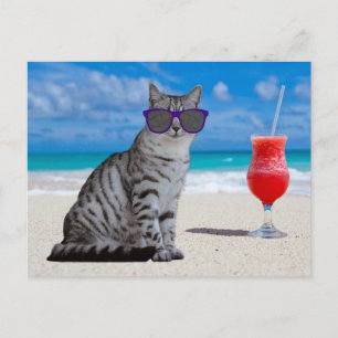 TABBY CHAT LUNETTES SUR LES CARTES POSTALES DE LA 