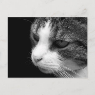 Tabby Chat Portrait noir et blanc - Carte postale