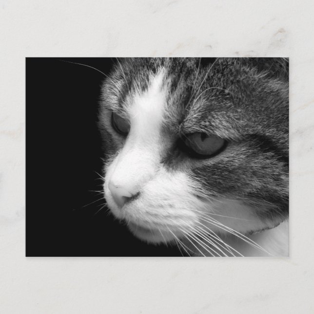 Tabby Chat Portrait noir et blanc - Carte postale  (Devant)