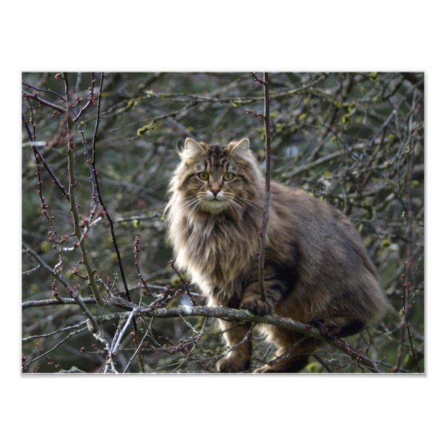 Tabby Cheveux Chat Animal Animaux Photo Imprimer (Devant)