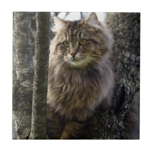 Tabby Cheveux Chat Animal Pet Carreaux