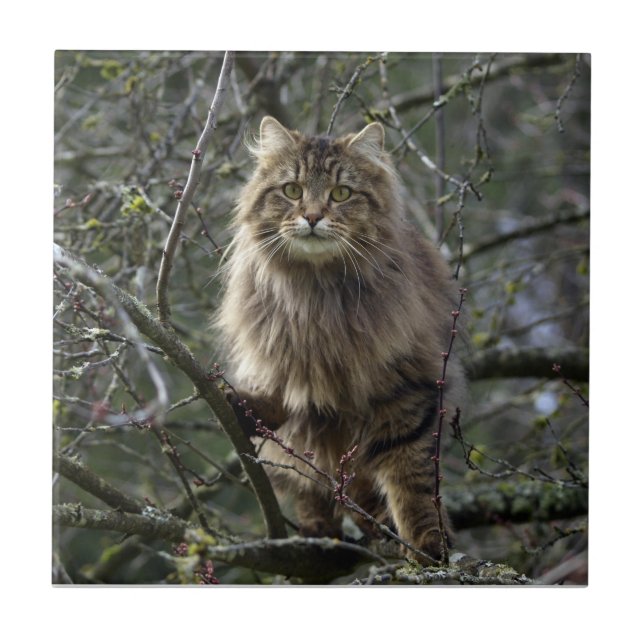Tabby Cheveux Chat Animal Pet Carreaux (Devant)