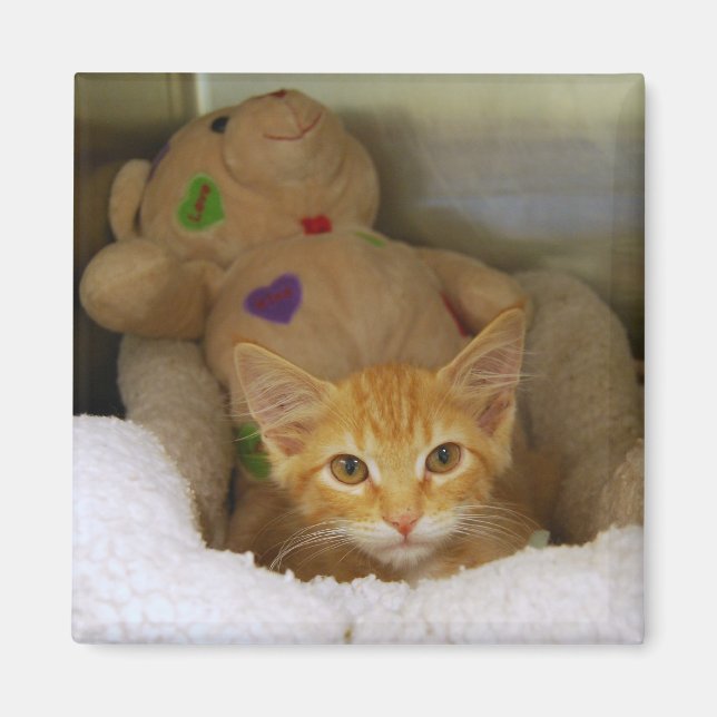 Tabby Kitten Avec Aimant À Ours En Teddy (Devant)