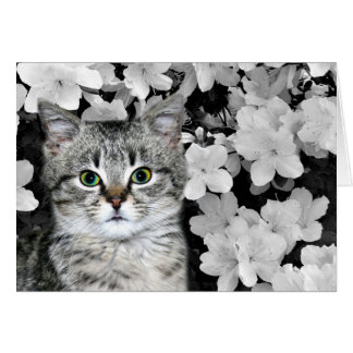 Tabby kitten en azalées