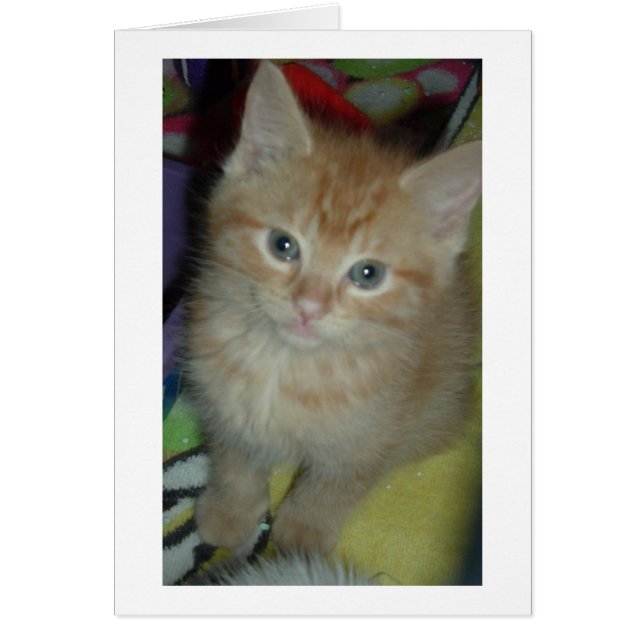 Tabby Love (Devant)