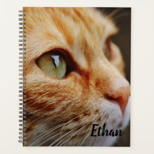 Tabby orange avec yeux verts personnalisés