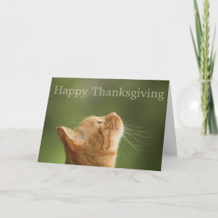 Tabby orange Chat :: Carte Bon thanksgiving