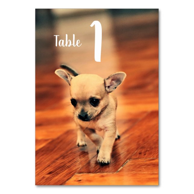 Table Chihuahuas mignon Numéro de tableau photo (Par défaut)