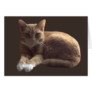 Table orange avec chat blanc