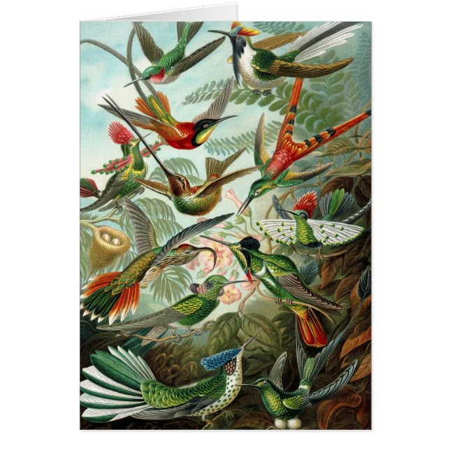 tableau classique de la faune des oiseaux colibris (Devant)