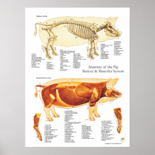 Tableau d'affichage Muscle de porc et anatomie du