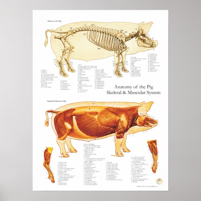 Tableau d'affichage Muscle de porc et anatomie du  (Devant)