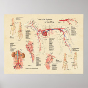 Tableau d'anatomie cardiaque du système vasculaire