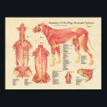 Tableau d'anatomie du système musculaire de chien<br><div class="desc">Le tableau anatomique montre les muscles superficiels et profonds. L'affiche est étiquetée avec des descriptions.</div>
