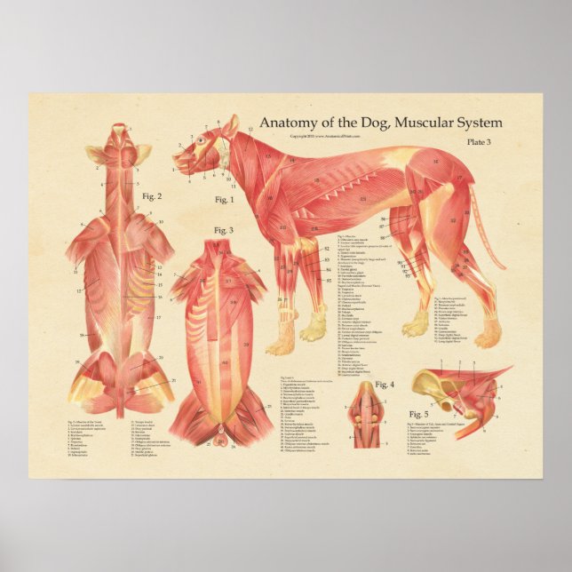 Tableau d'anatomie du système musculaire de chien (Devant)