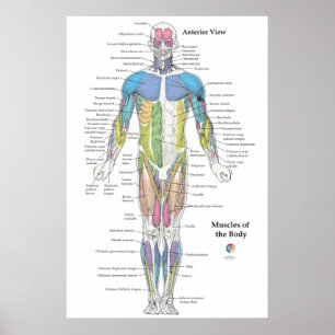 Tableau d'anatomie musculaire vue antérieure