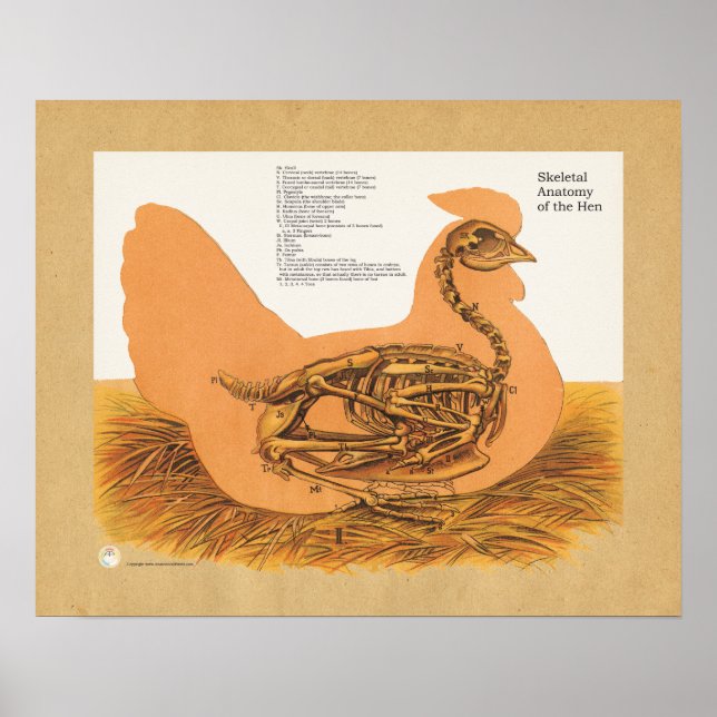 Tableau d'anatomie squelettique de poulets (Devant)