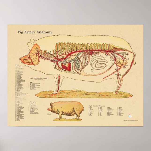 Tableau d'anatomie vétérinaire de l'artère de porc (Devant)