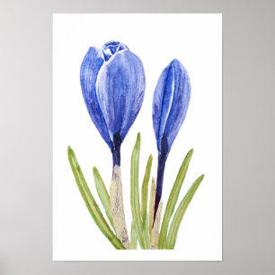 tableau d'aquarelle des boutons de crocus bleu