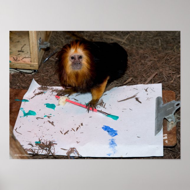Tableau de Lion Tamarin à tête dorée (Devant)