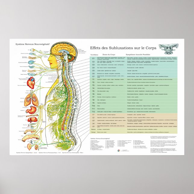 Tableau Français des Nerfs Spinaux de Subluxation  (Devant)