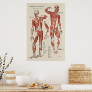 Tableau mural de l'anatomie musculaire humaine