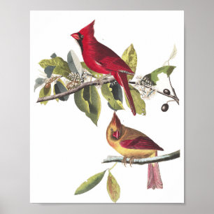 Tableau vintage Audubon Cardinal du Nord