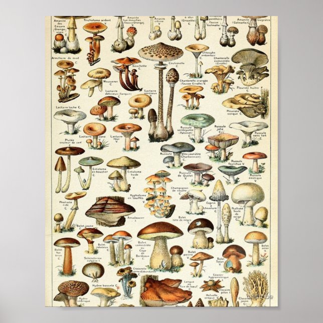 Tableau vintage des champignons comestibles (Devant)
