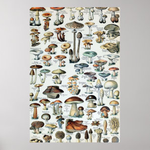 Tableau vintage des champignons comestibles