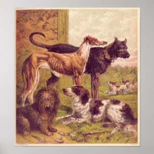 Tableau vintage Groupe de chiens Imprimer