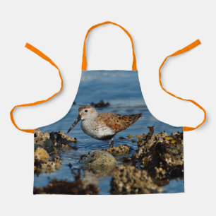 Tablier Beau Sandpiper Dunlin se met en solo sur la plage