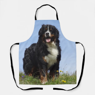 Tablier chien de montagne bernois complet