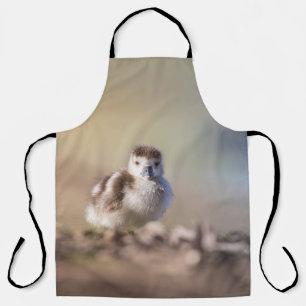 Tablier Goose Chick Nature Photo