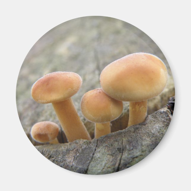 Tabourets sur un aimant de tronc d'arbre (Devant)