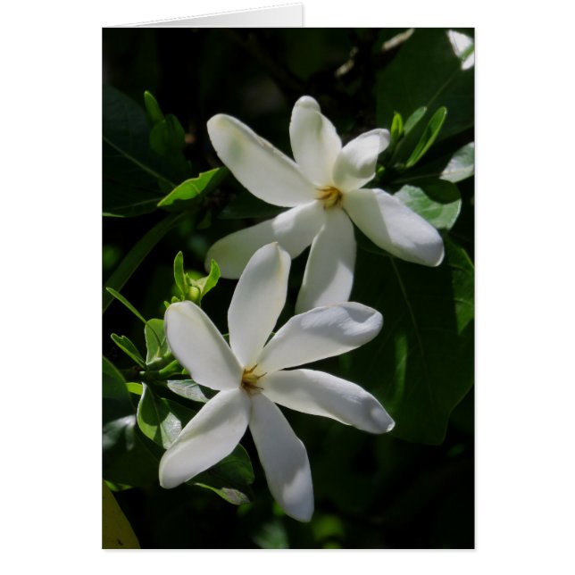 Tahitian Gardenia (Devant)
