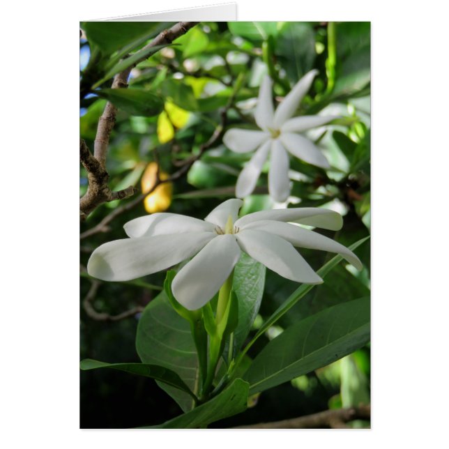 Tahitian Gardenia (Devant)