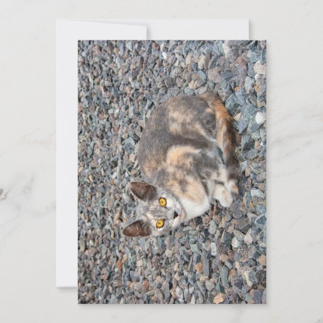Taie d'oreiller Le Chat (Devant)