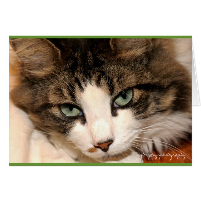 taj, glorydaysphotography (Devant horizontal)