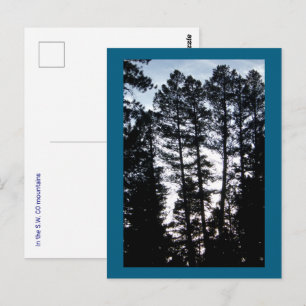 Tall Trees in CO Mountains Carte postale