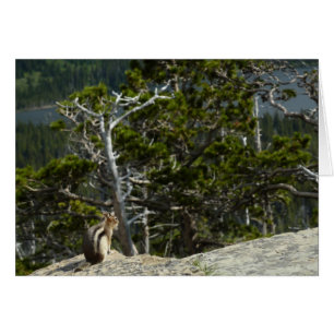 Tamia au point de vue de Two Medicine Lake