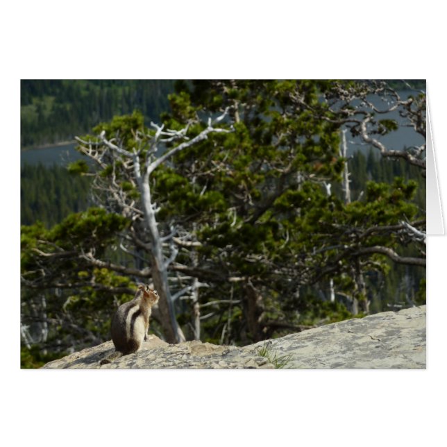 Tamia au point de vue de Two Medicine Lake (Devant horizontal)
