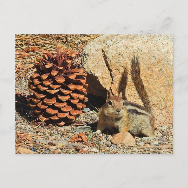 Tamia, faune, animaux sauvages, carte postale (Devant)