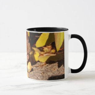 Tamia - tasse