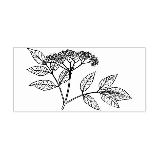 Tampons Encreurs Elderberry plant  Rubber stamp (Impression)
