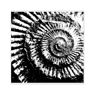 Tampons Encreurs Empreinte négative de l'ammonite jurassique