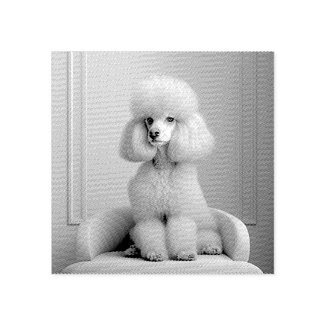 TAMPONS ENCREURS TIMBRE DE CAOUTCHOUC EN POODLE (Impression)