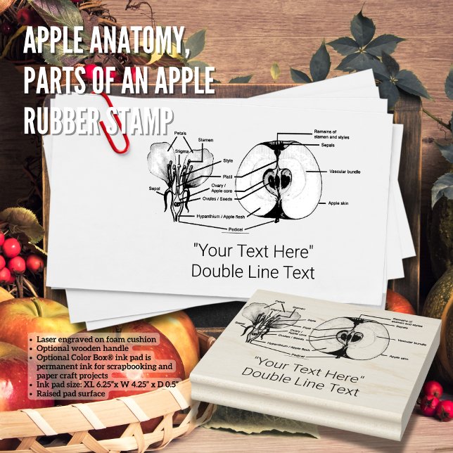 Tampons Encreurs Timbre en caoutchouc d'anatomie personnalisée Appl (Birthday Depot
Apple Anatomy, Parts of an Apple Rubber Stamp)