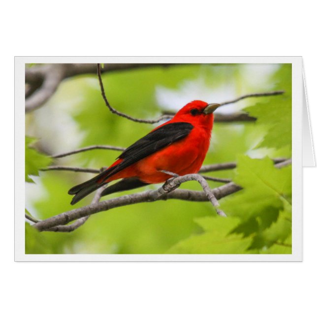 Tanager d'écarlate (Devant horizontal)